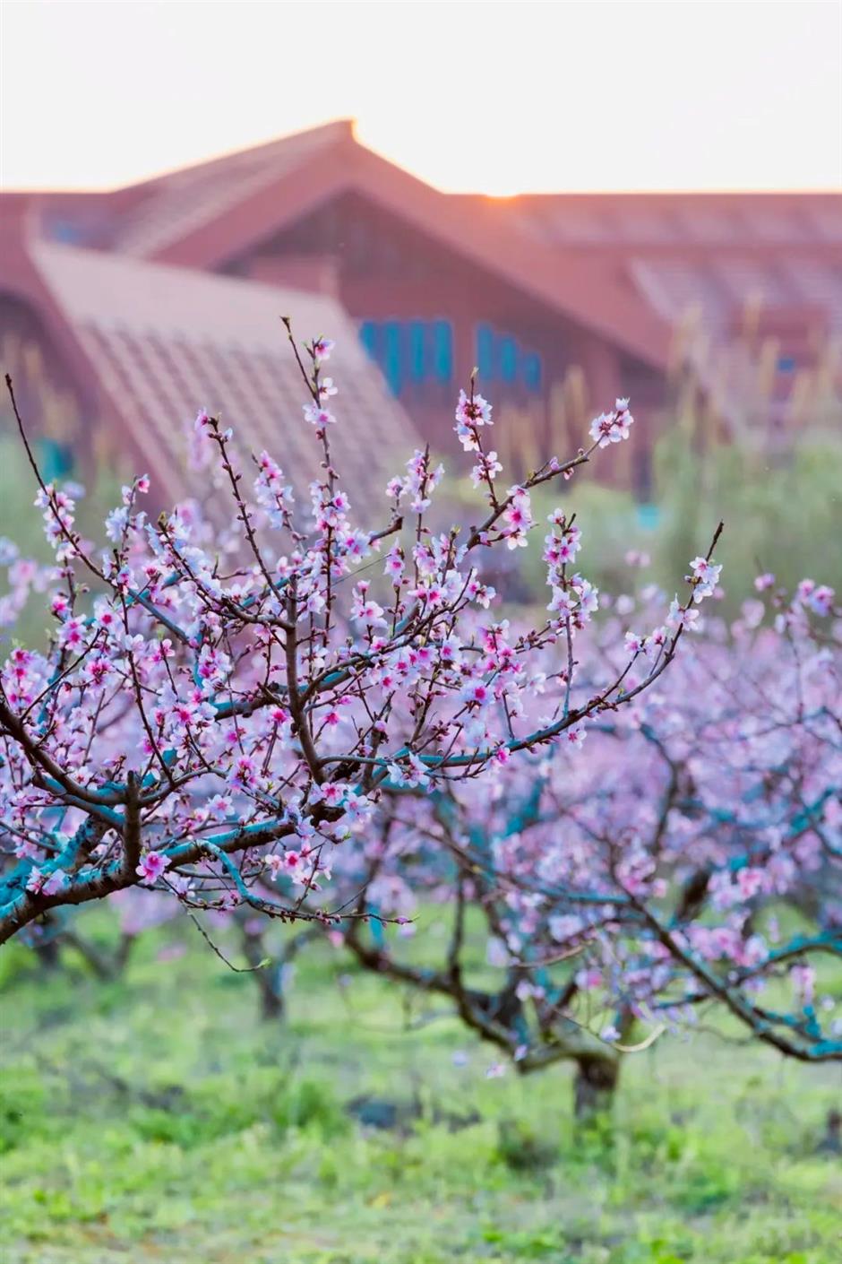 郊遊不止賞花,還有→