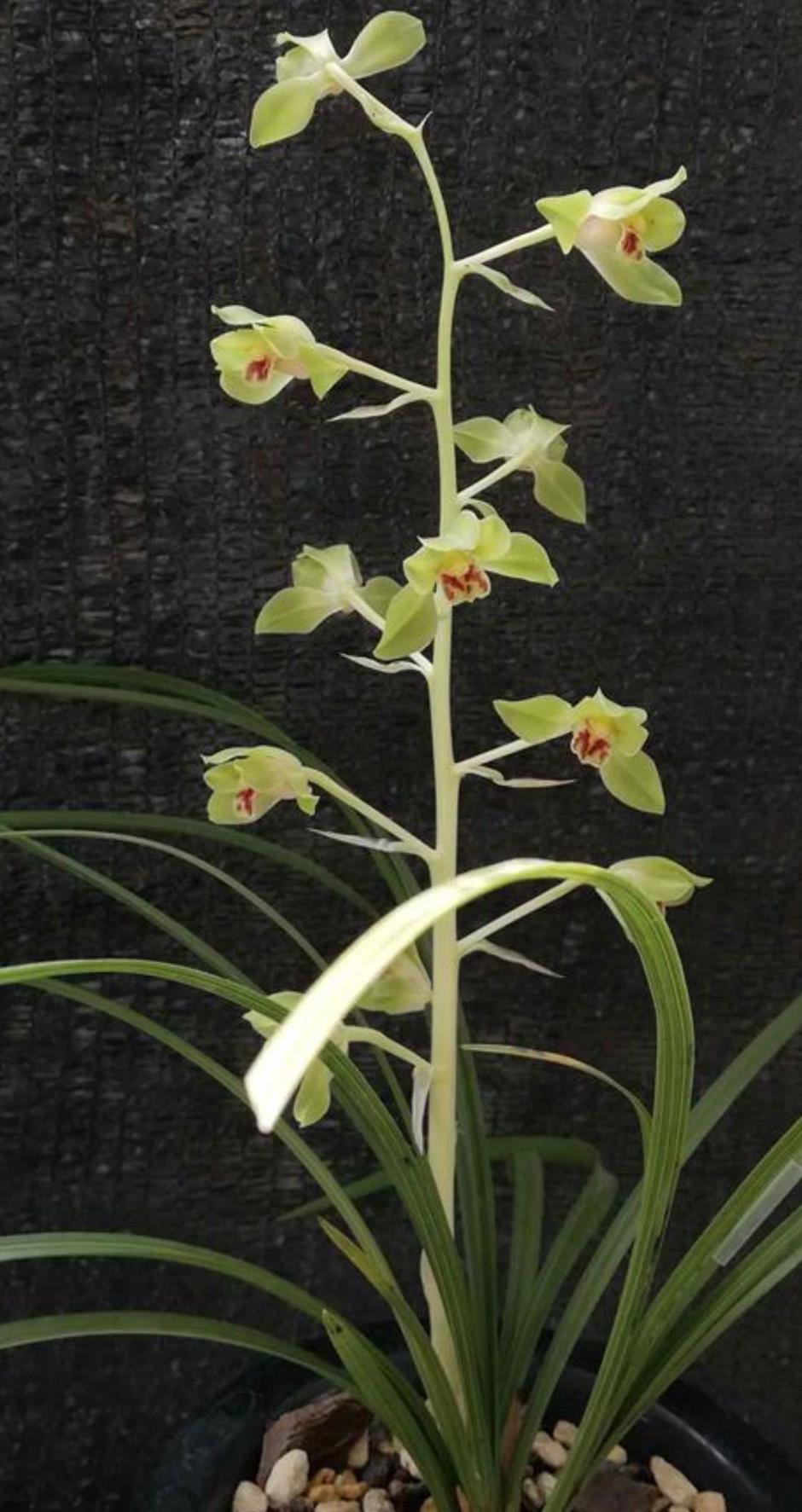 春日的浪漫,少不了那一朵空谷幽兰|非遗新体验