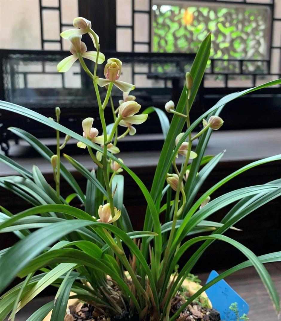 春日的浪漫,少不了那一朵空谷幽兰|非遗新体验