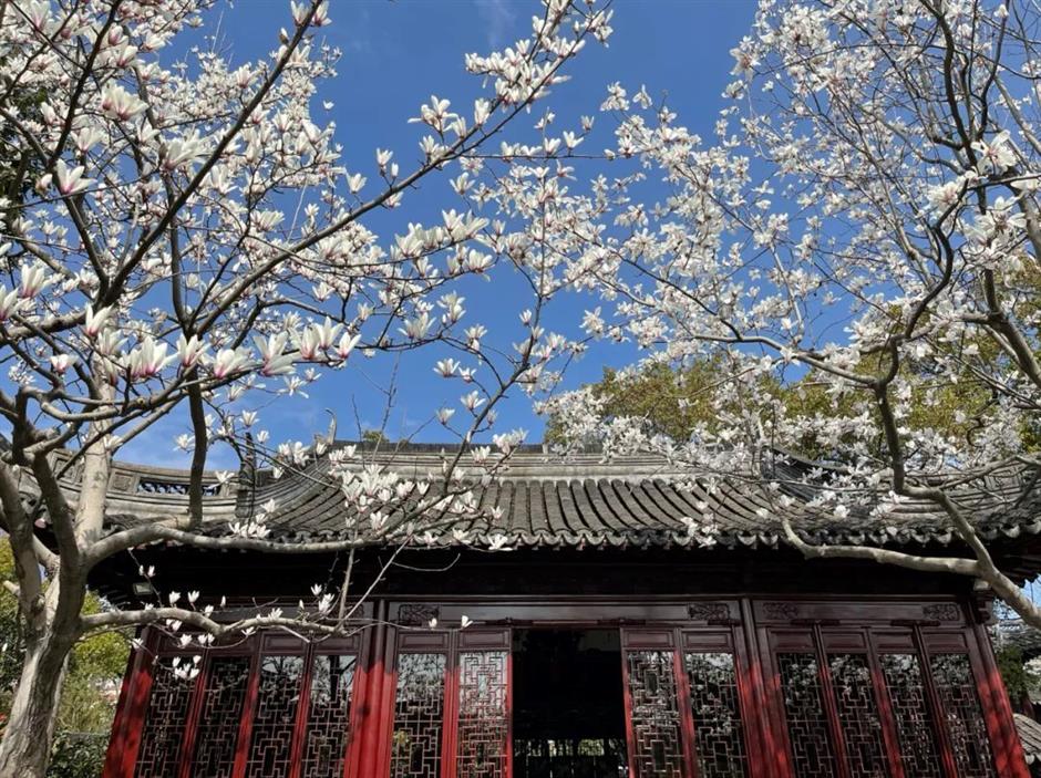 櫻花停一下,
古風玉蘭更美。