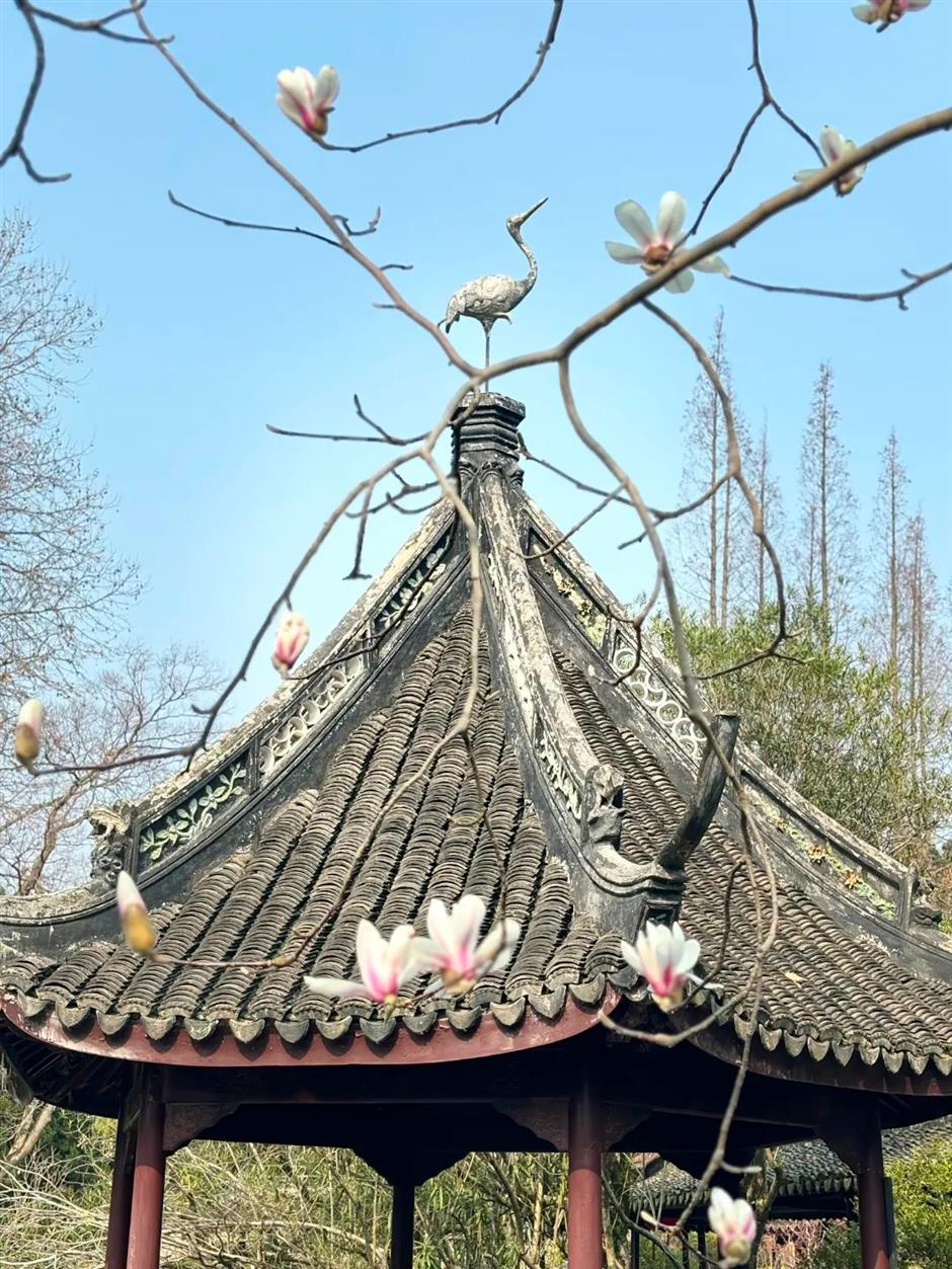 櫻花停一下,
古風玉蘭更美。