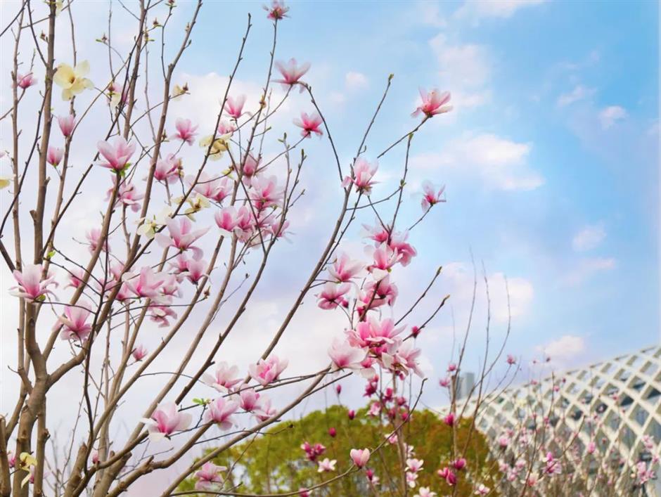 櫻花停一下,
古風玉蘭更美。