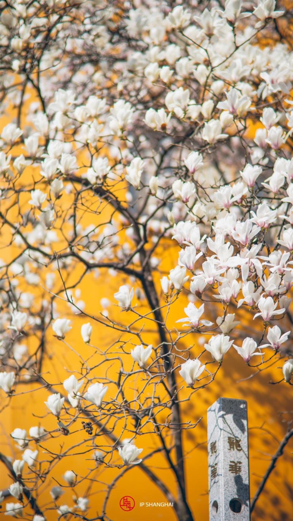 櫻花停一下,
古風玉蘭更美。