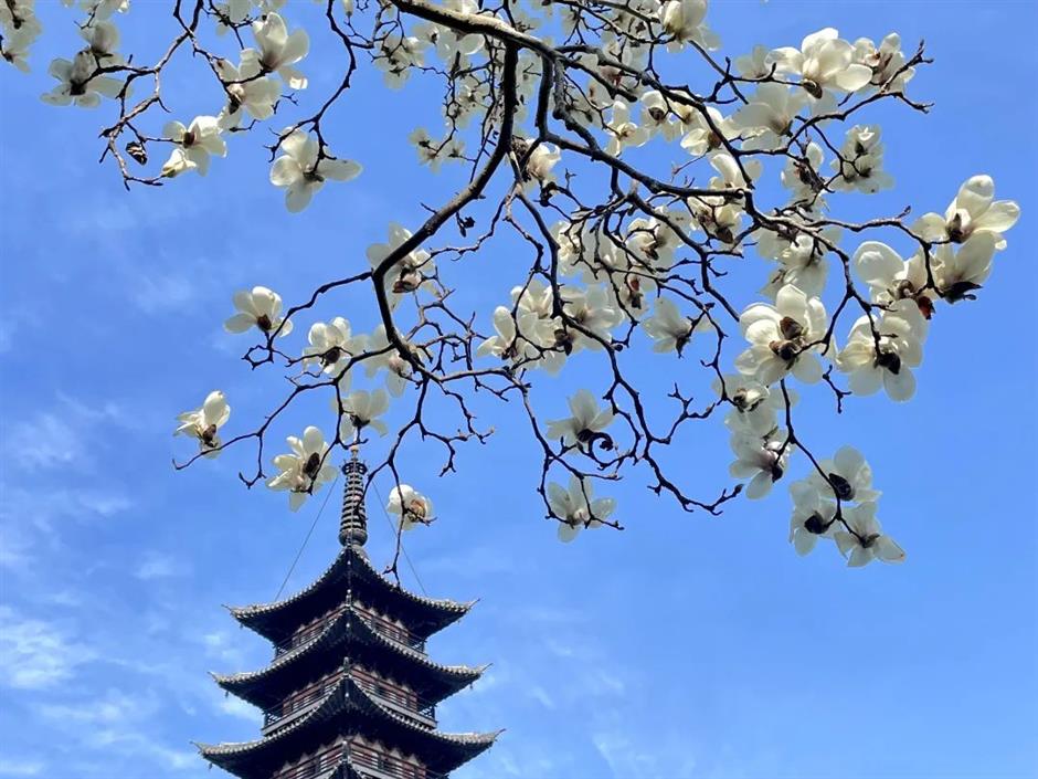 櫻花停一下,
古風玉蘭更美。