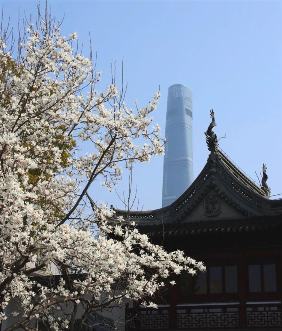 櫻花停一下,
古風玉蘭更美。