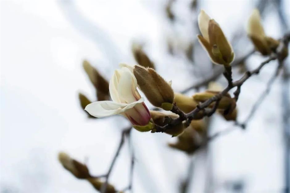 櫻花停一下,
古風玉蘭更美。