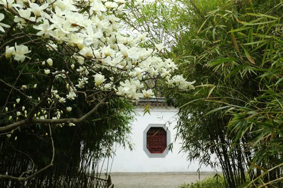 櫻花停一下,
古風玉蘭更美。