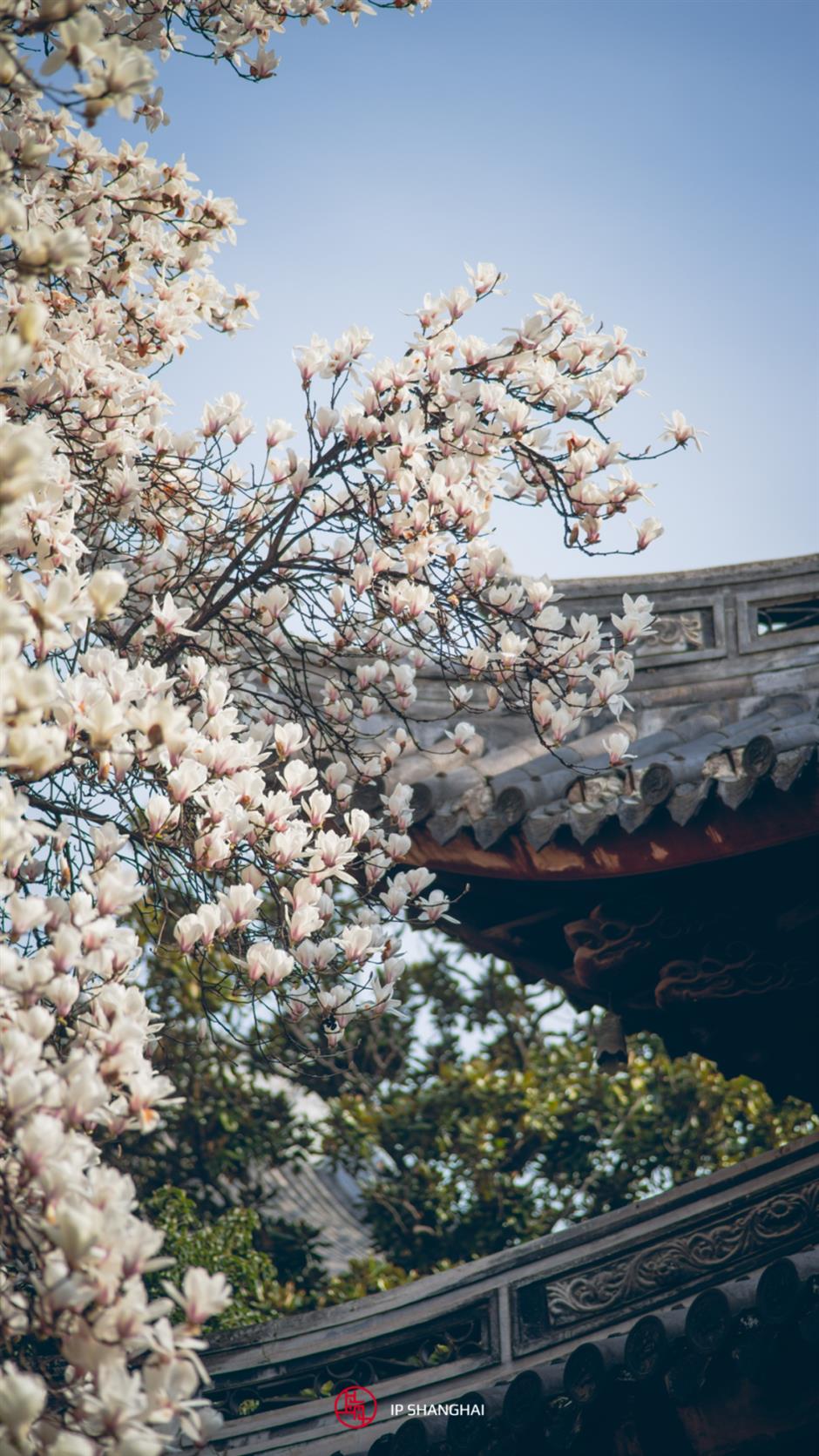 櫻花停一下,
古風玉蘭更美。