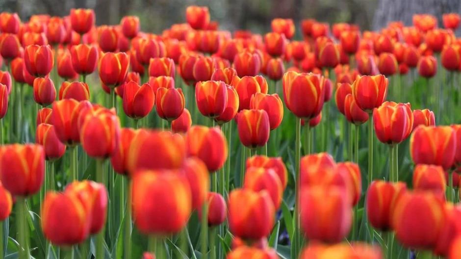 这个花花世界要开了,限时限定免费游园