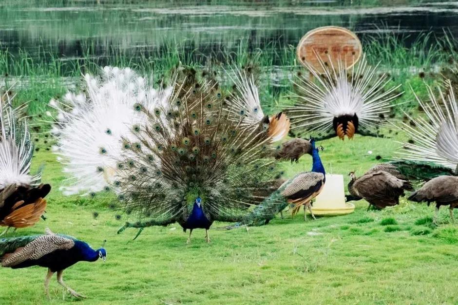 这个花花世界要开了,限时限定免费游园