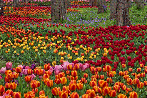 这个花花世界要开了,限时限定免费游园