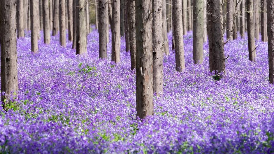 这个花花世界要开了,限时限定免费游园
