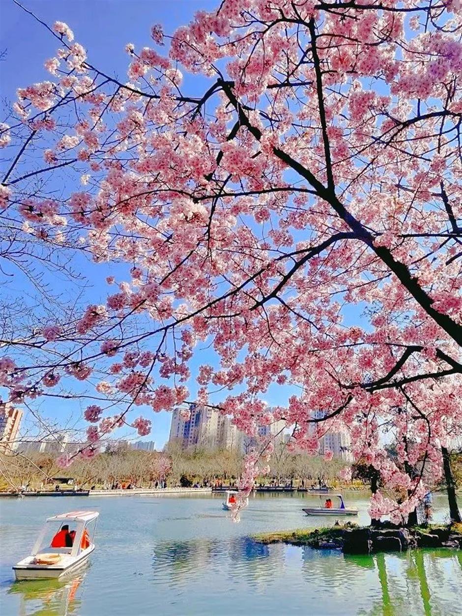 春日的粉色仙境, 又一波櫻花打卡好去處