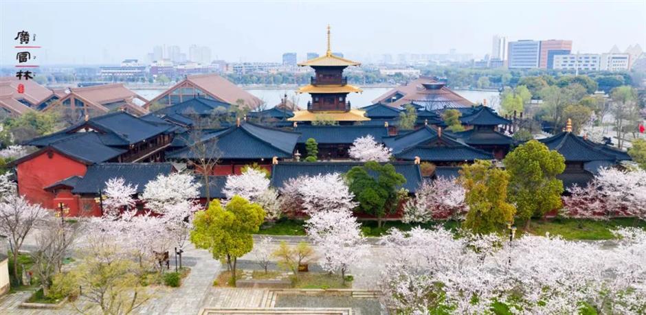 春日的粉色仙境, 又一波櫻花打卡好去處