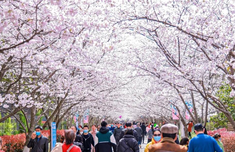 春日的粉色仙境, 又一波櫻花打卡好去處
