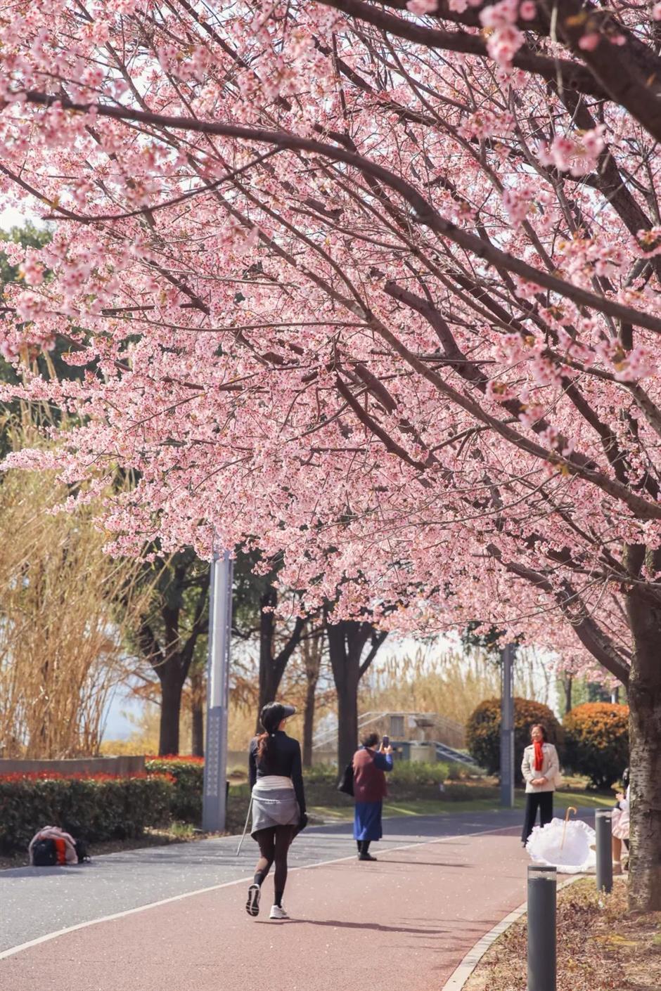 春日的粉色仙境, 又一波櫻花打卡好去處