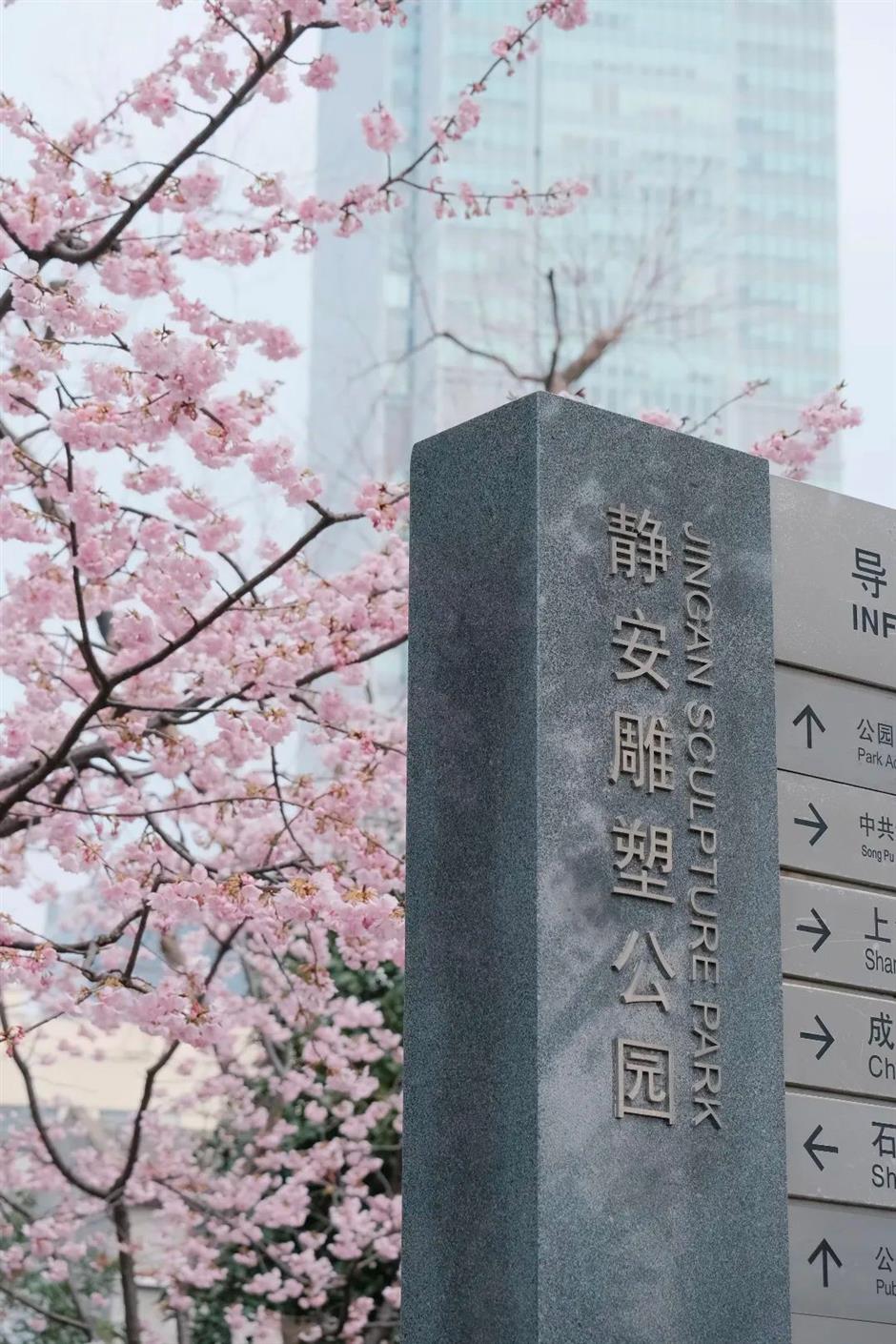 春日的粉色仙境, 又一波櫻花打卡好去處