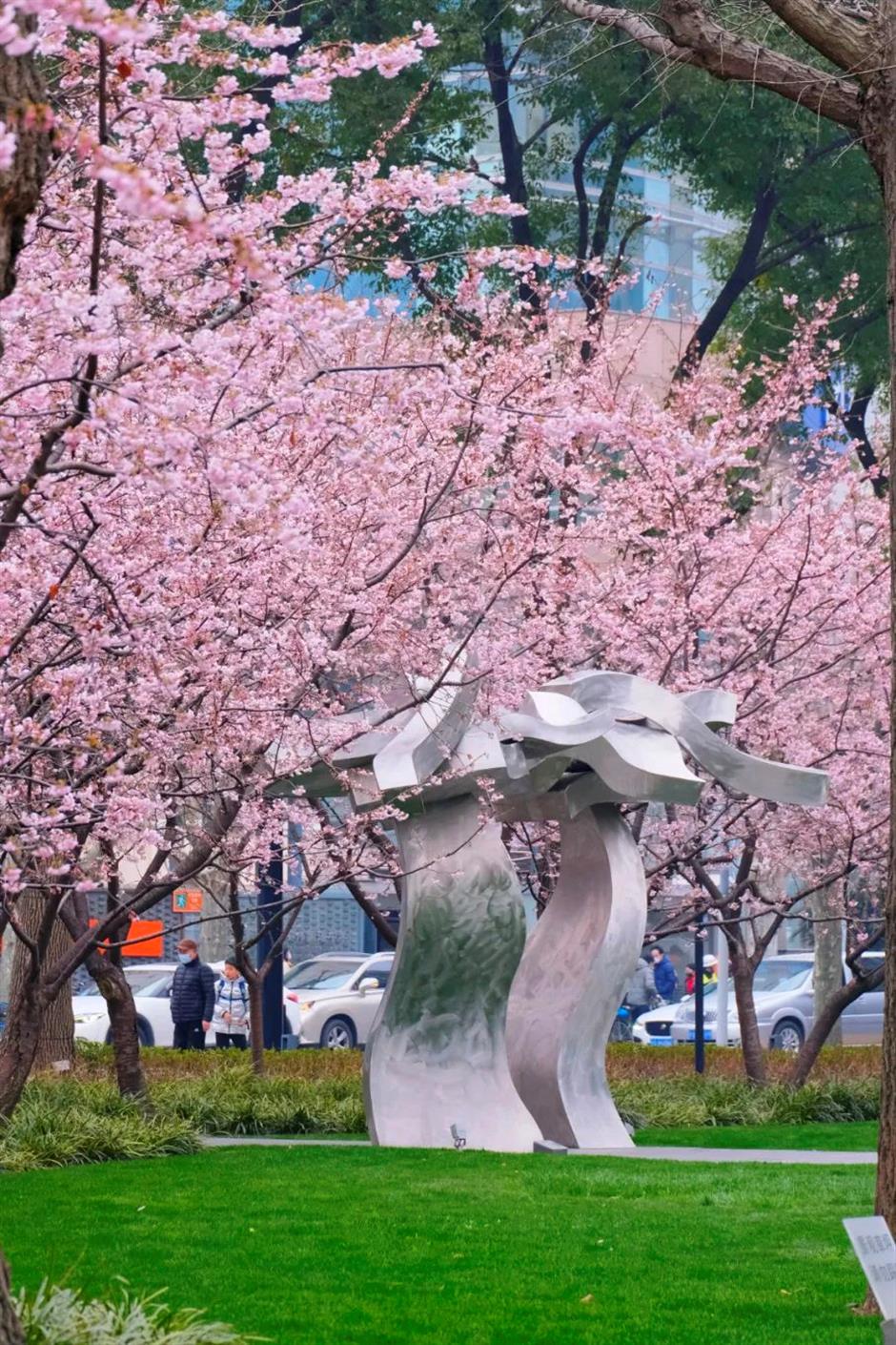 春日的粉色仙境, 又一波櫻花打卡好去處