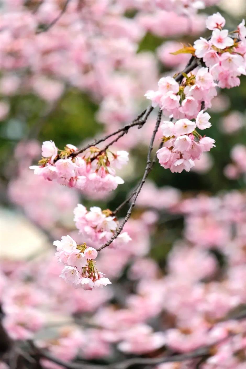 春日的粉色仙境, 又一波櫻花打卡好去處