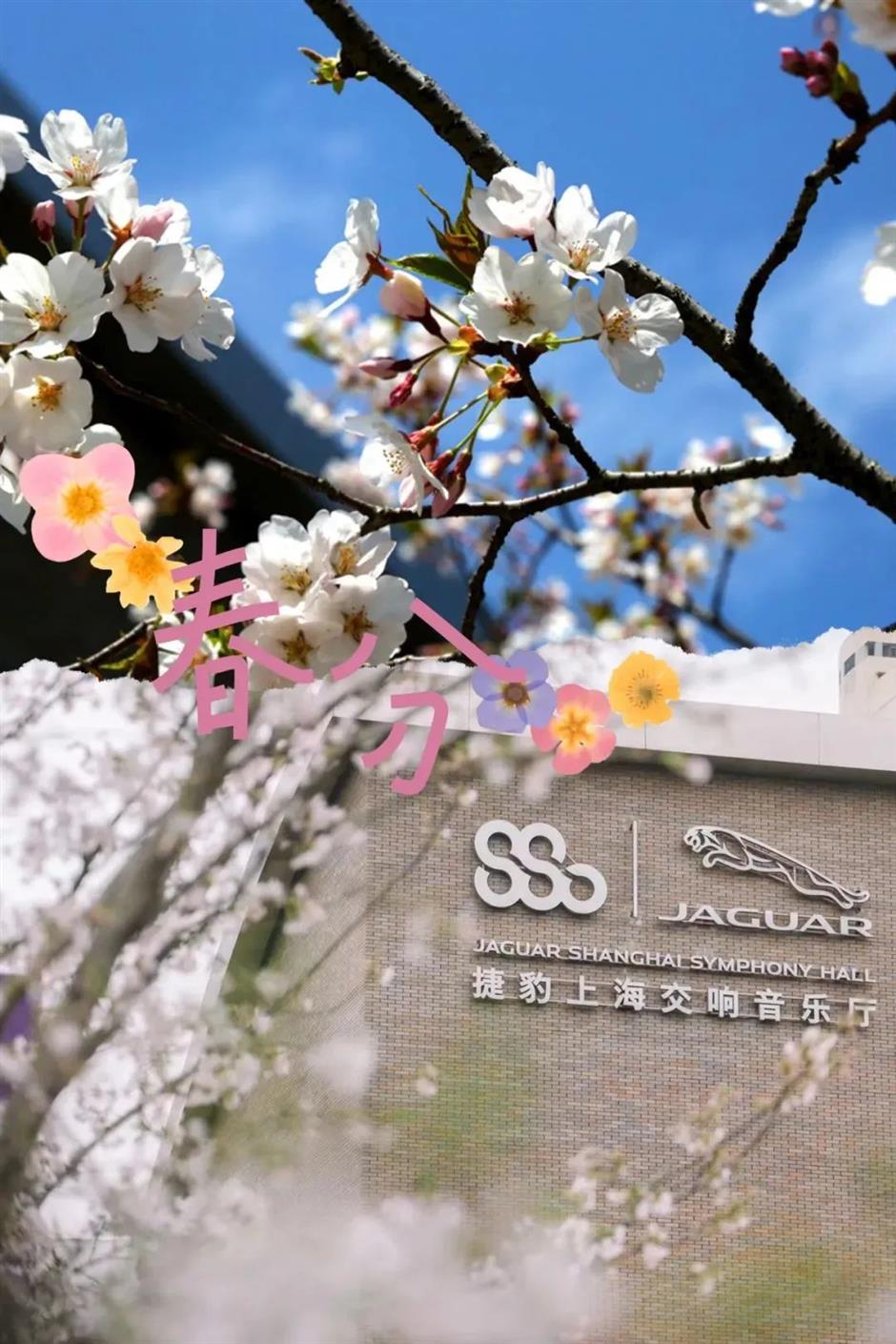 太宠粉了!免费打卡一场浪漫樱花音乐会