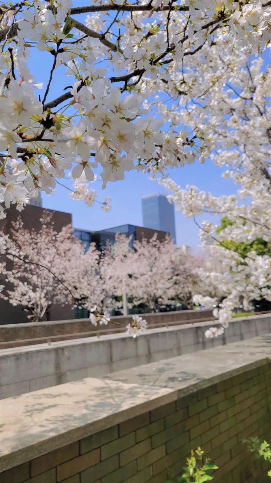 太宠粉了!免费打卡一场浪漫樱花音乐会