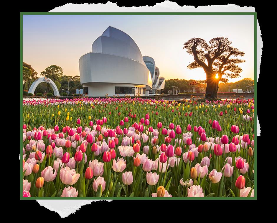 週末去哪裡?來看郁金香花展→