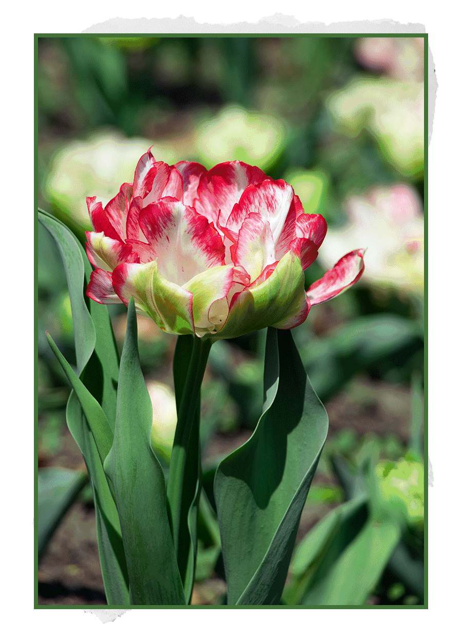 週末去哪裡?來看郁金香花展→