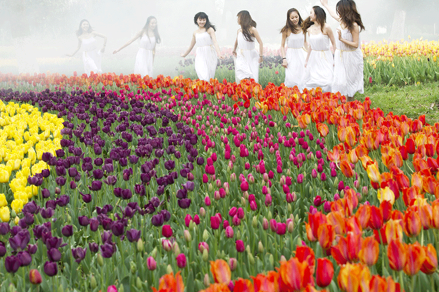 週末去哪裡?來看郁金香花展→