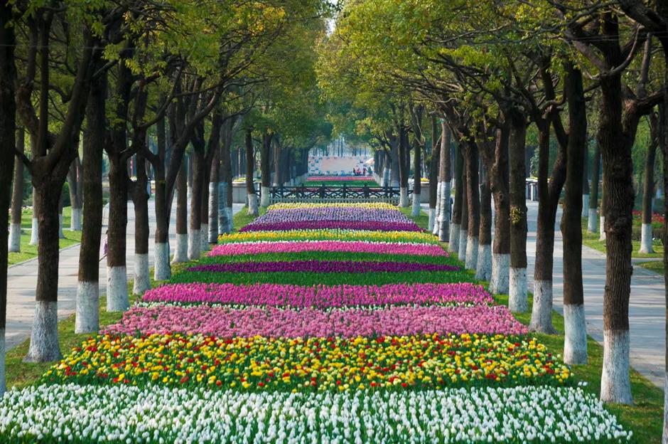 週末去哪裡?來看郁金香花展→