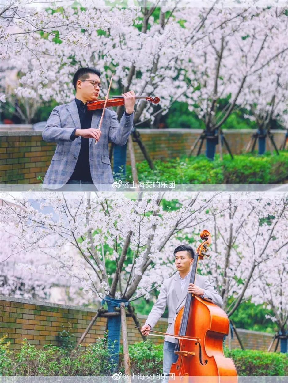 太宠粉了!免费打卡一场浪漫樱花音乐会