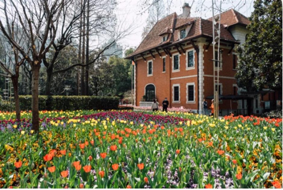 上海市中心有片五彩缤纷的郁金香花海,就在这座免费公园