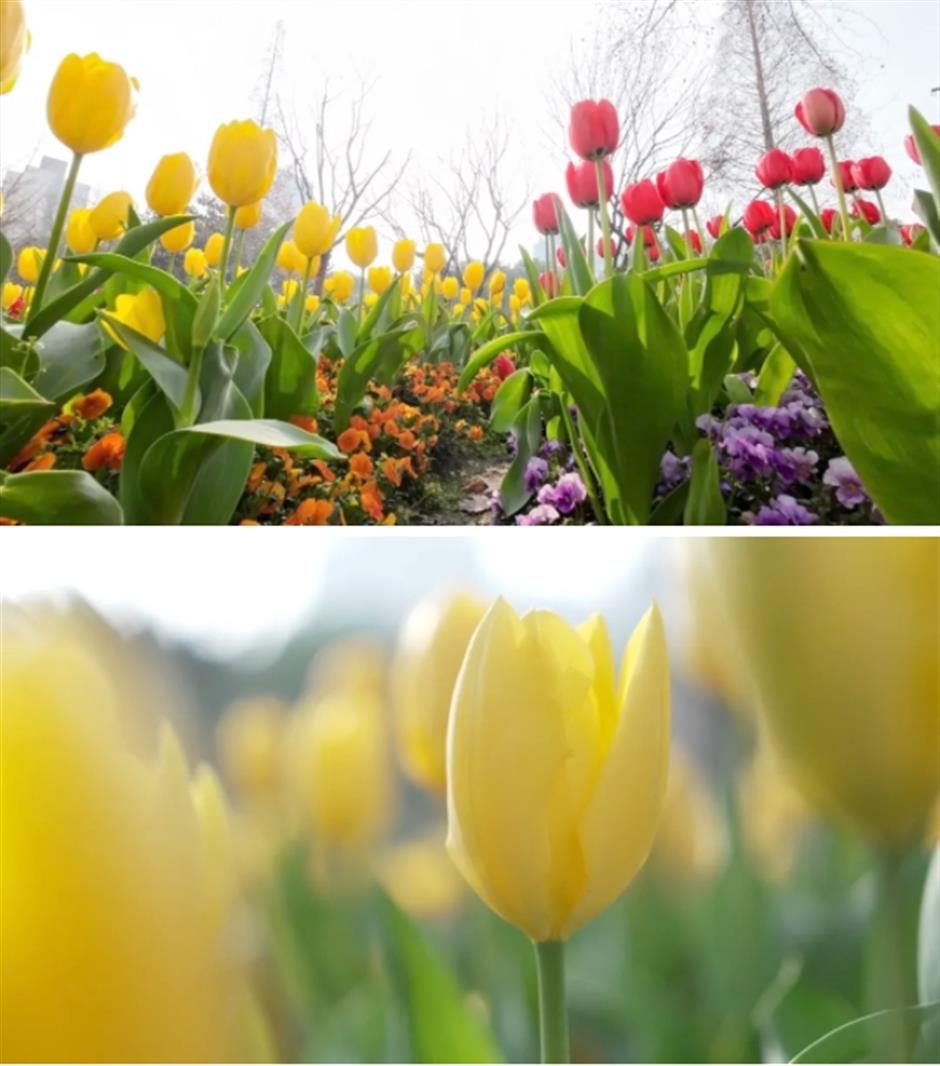 上海市中心有片五彩缤纷的郁金香花海,就在这座免费公园
