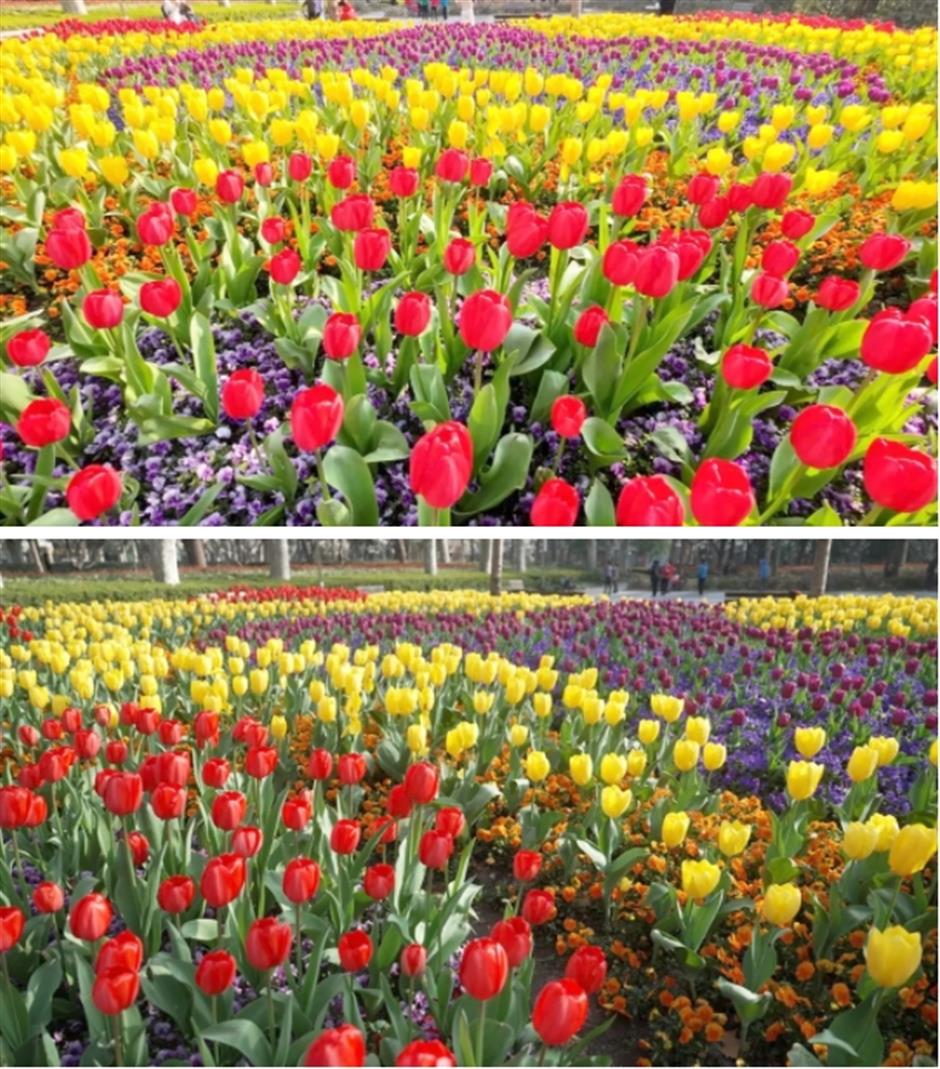 上海市中心有片五彩缤纷的郁金香花海,就在这座免费公园