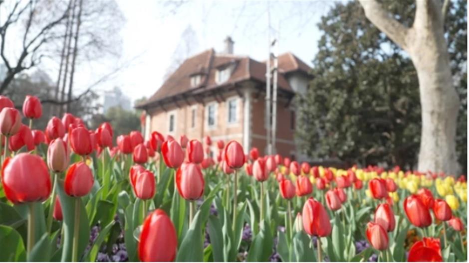 上海市中心有片五彩缤纷的郁金香花海,就在这座免费公园