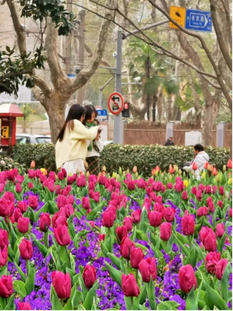 上海市中心有片五彩缤纷的郁金香花海,就在这座免费公园