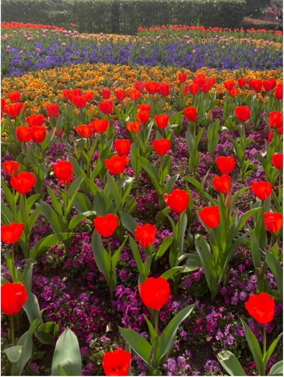上海市中心有片五彩缤纷的郁金香花海,就在这座免费公园