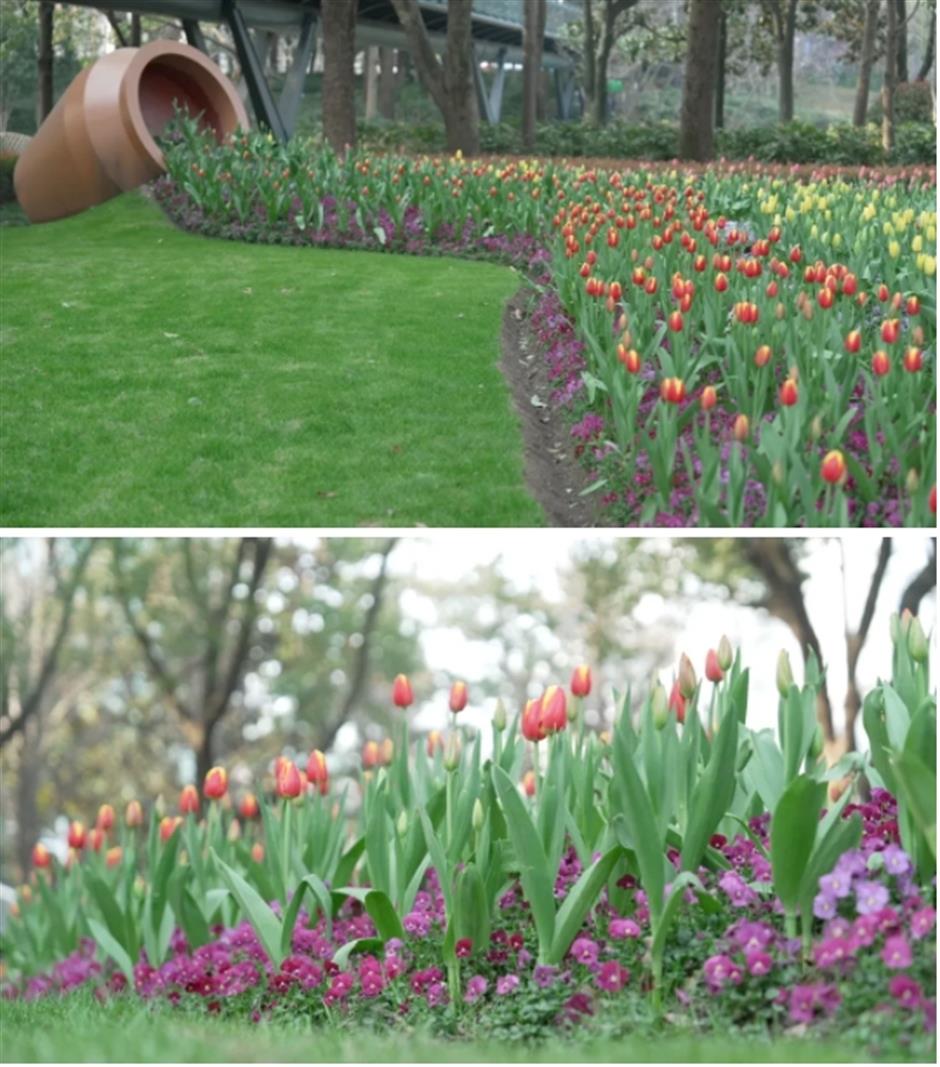 上海市中心有片五彩缤纷的郁金香花海,就在这座免费公园