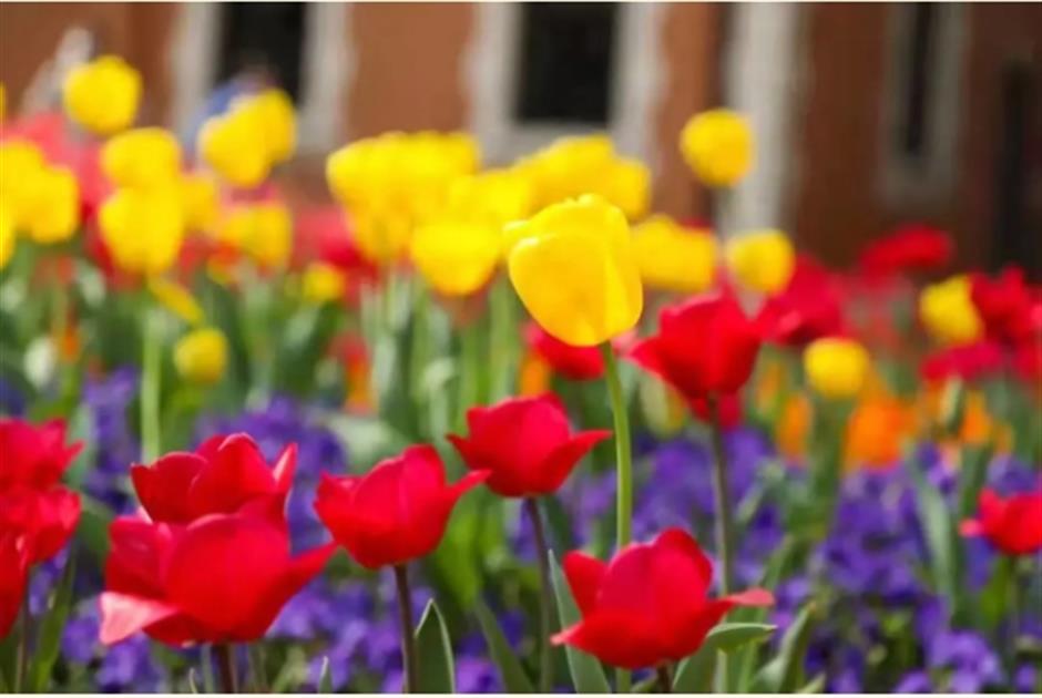 上海市中心有片五彩缤纷的郁金香花海,就在这座免费公园