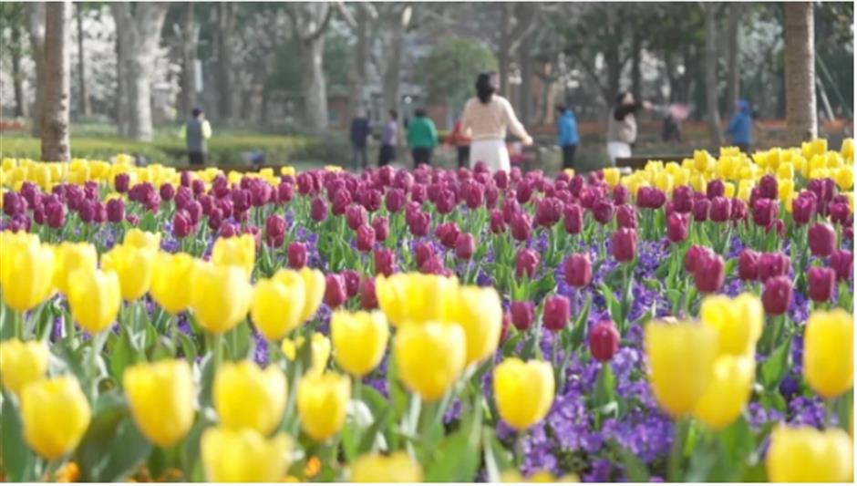 上海市中心有片五彩缤纷的郁金香花海,就在这座免费公园