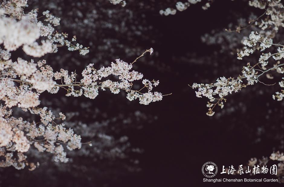 辰山植物园将延长闭园时间至19点