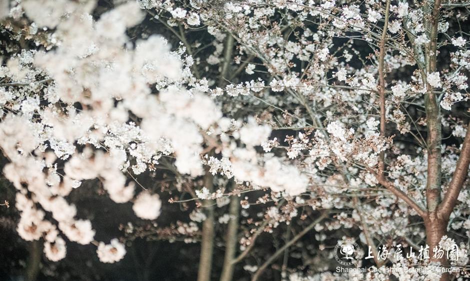 辰山植物园将延长闭园时间至19点