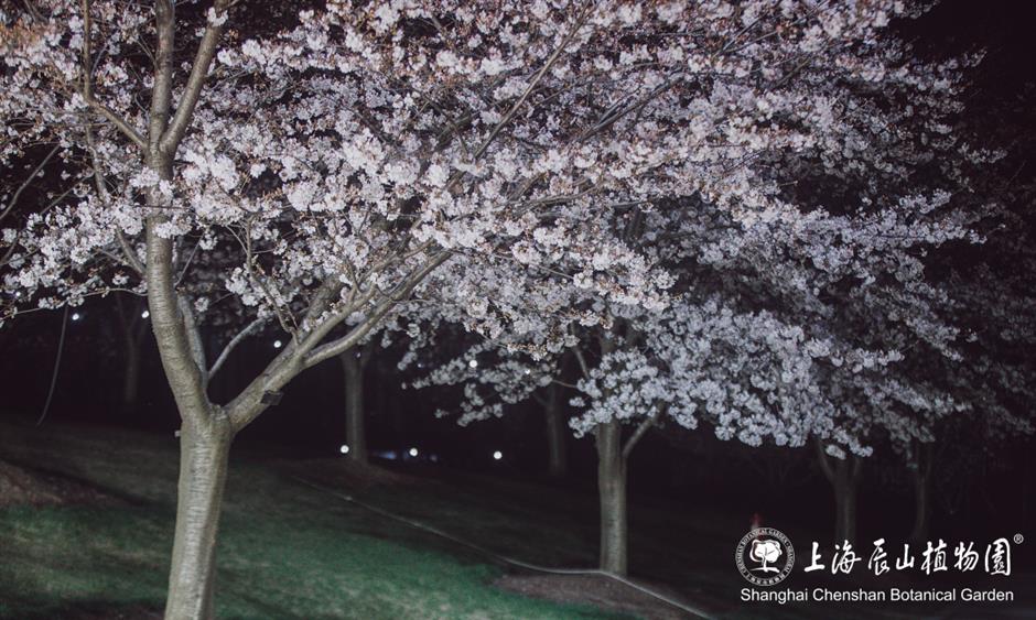 辰山植物园将延长闭园时间至19点