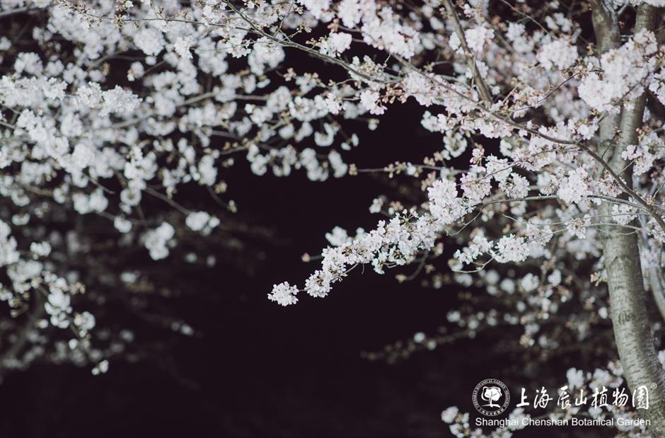 辰山植物园将延长闭园时间至19点