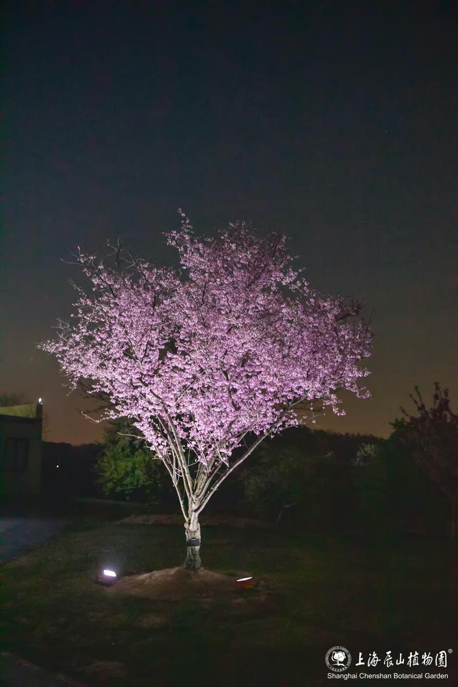 辰山植物园将延长闭园时间至19点