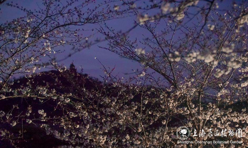 辰山植物园将延长闭园时间至19点