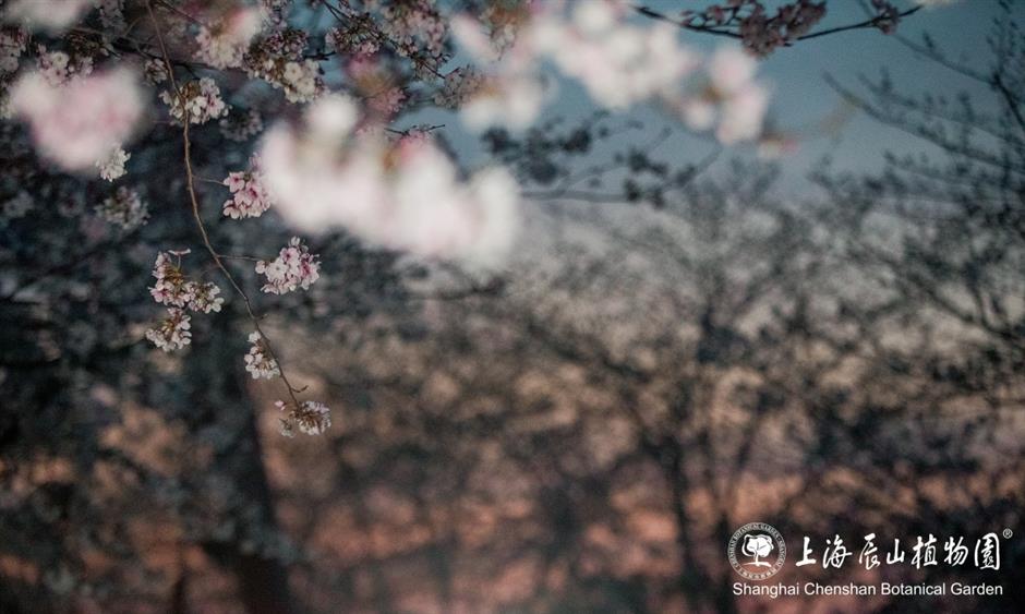 辰山植物园将延长闭园时间至19点