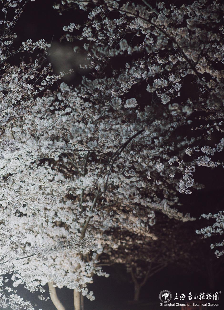 辰山植物园将延长闭园时间至19点