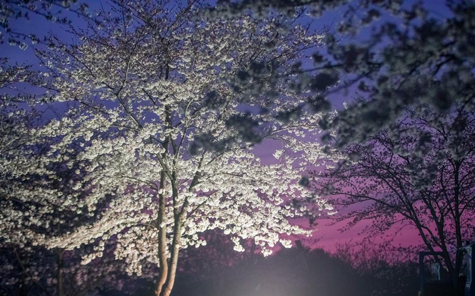 辰山植物园将延长闭园时间至19点