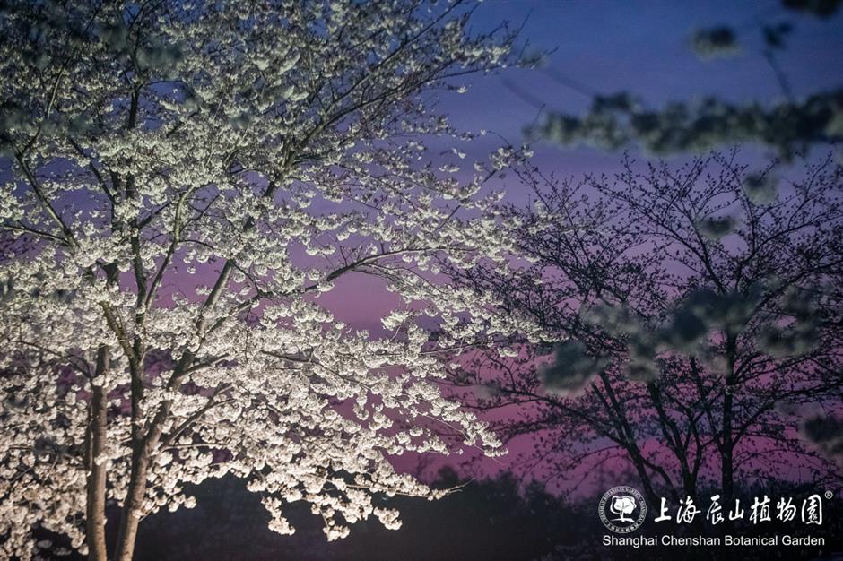 辰山植物园将延长闭园时间至19点