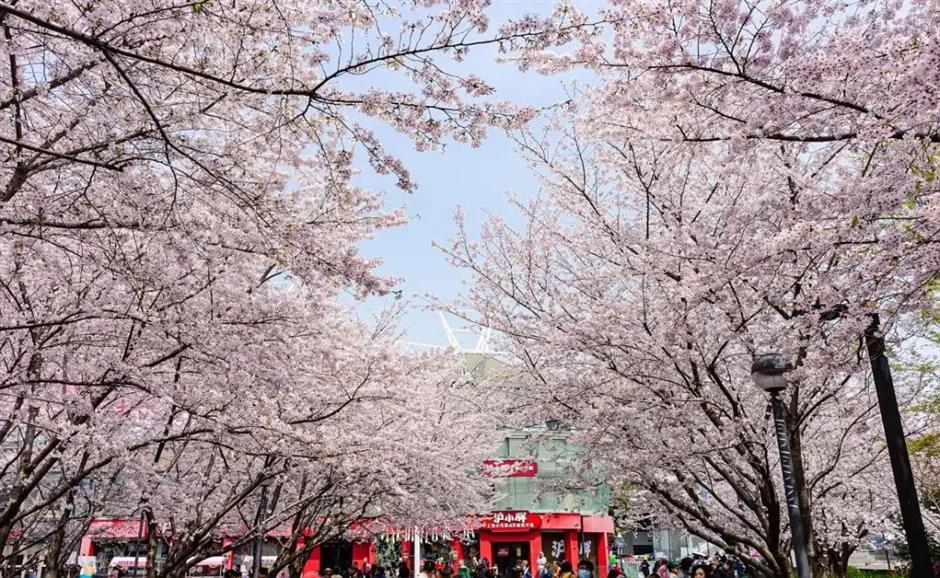 樱花开了!虹口都市樱花节好看又好逛